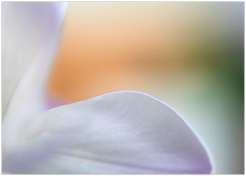 005 Freesia.jpg 005 Freesia.jpg